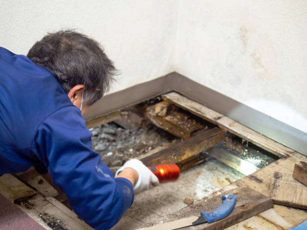 Best Basement Mold Remediation in Rio Verde, AZ