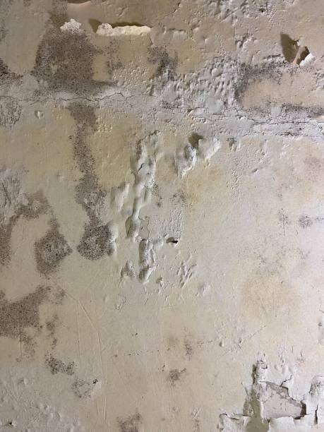 Best Black Mold Remediation in Rio Verde, AZ